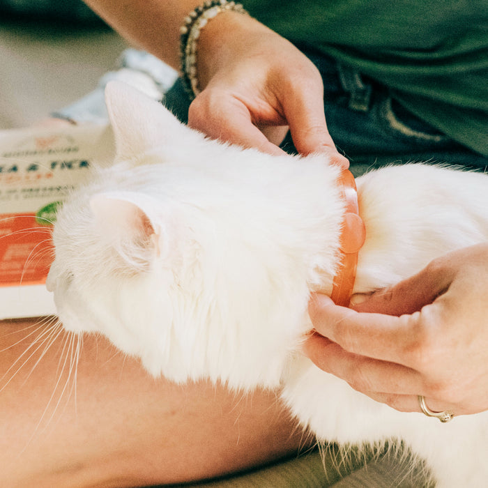 Flea & Tick Cat Collar