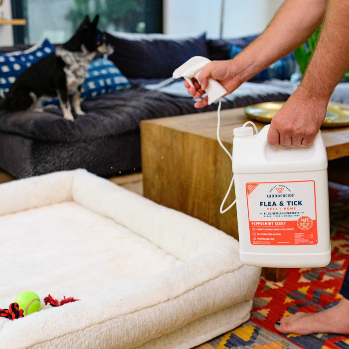 A person sprays Wondercide 128 oz. Peppermint Flea & Tick Spray onto a dog bed in the living room, as a black and white dog sits on the couch; green ball and red rope toys rest on the bed, making it safe for pets.