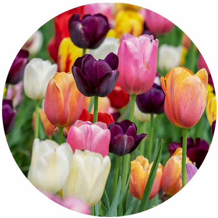 Andreas - Multi Tulips