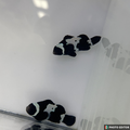 Black Snowflake Clownfish(Amphiprion ocellaris)