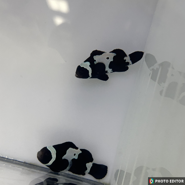 Black Snowflake Clownfish(Amphiprion ocellaris)