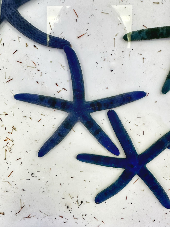 Blue sea star (LINKIA LAEVIGATA)