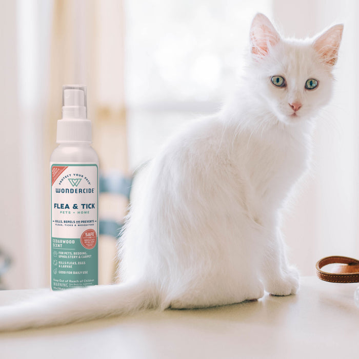 A fluffy white kitten sits on a light surface beside a bottle of Wondercide Cedarwood Flea & Tick Spray for Pets + Home. Natural light streams through a window, softly illuminating the scene.