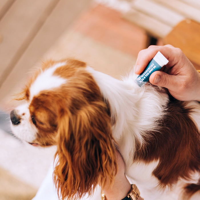 A person applies Wondercide Flea & Tick Spot On for Dogs + Cats from a tube to the back of a calm small brown and white dog’s neck, gently holding the pet for flea and tick protection.