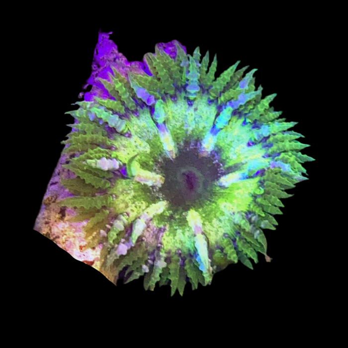 Green Rock Flower Anemone (wysiwyg)