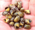 Red Nerite Snail (Neritina)