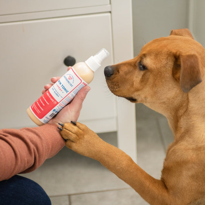 Indoors by a white cabinet, a brown dog sits and puts its paw on a persons arm while sniffing Wondercide Skin Tonic Itch Spray, which the person holds to provide soothing relief for pets.