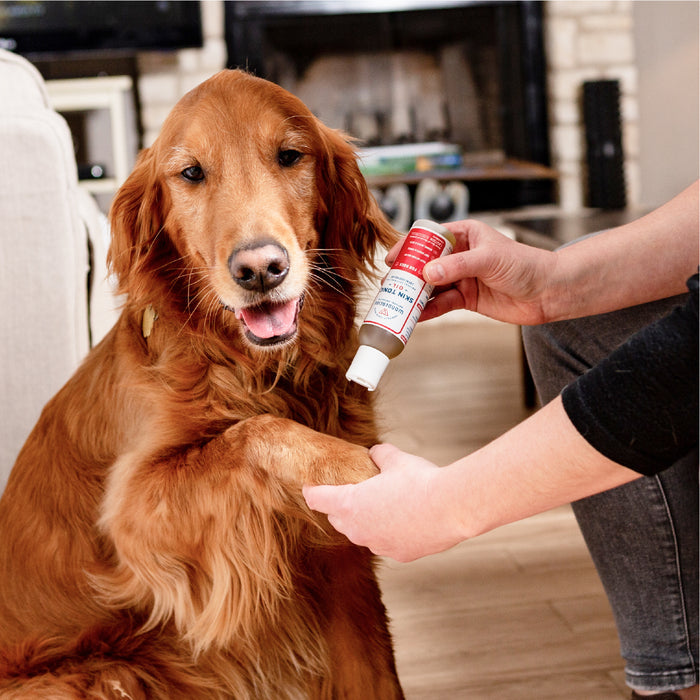A person applies Wondercide Skin Tonic Topical Oil for Dogs to a golden retriever’s front paw indoors. The calm dog looks at the camera, enjoying soothing relief and care from this natural solution.