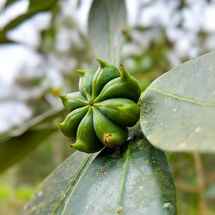 Smoked Star Anise - Single Origin Spice & Seasoning